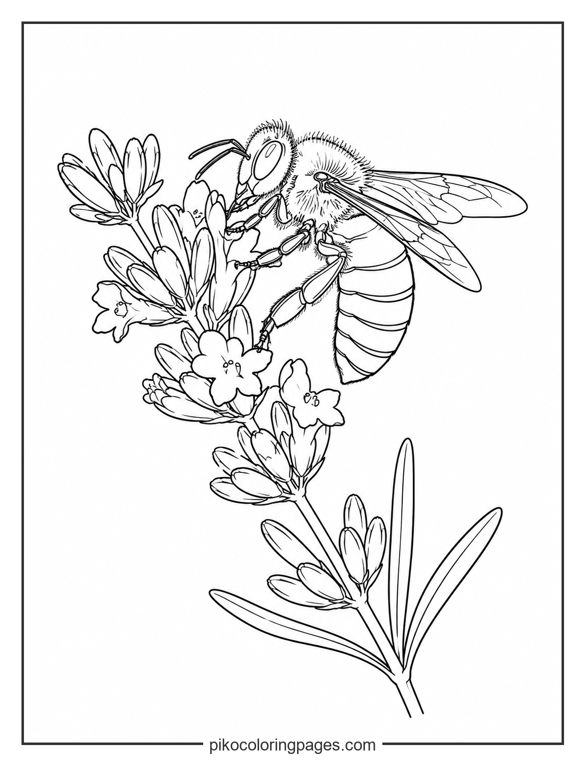 Realistic honey bee on lavender flower coloring page for older kids