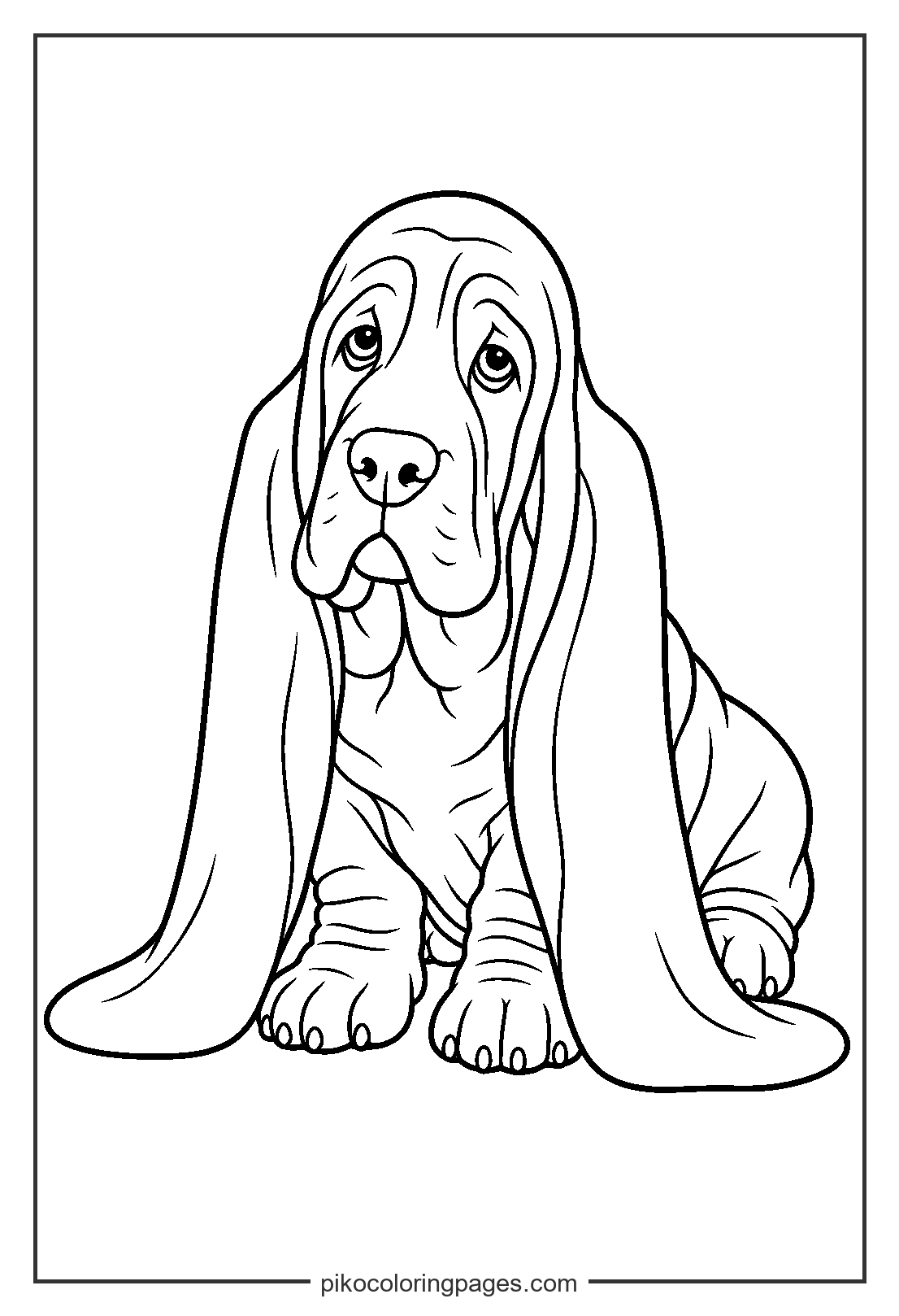 A basset hound puppy with ears longer than its legs! realistic basset hound puppy coloring page ears